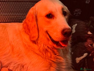 Golden Retriever dogs Beautiful chunky golden retriever babies - Advert 1