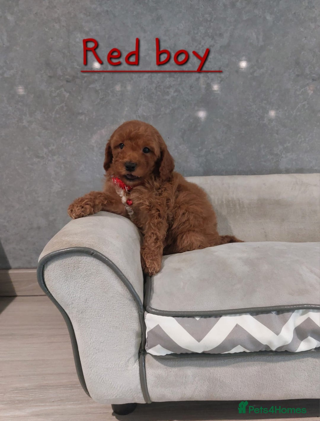 Cavachon dogs for sale: Beautiful Cavapoochon puppies 🥰 - Image 10