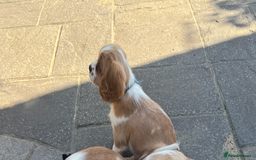 Cavalier King Charles Spaniel dogs for sale: Cavalier King Charles Spaniel  - Image 13