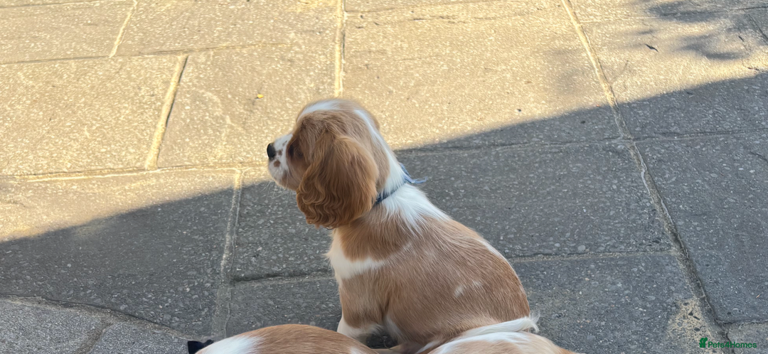 Cavalier King Charles Spaniel dogs for sale: Cavalier King Charles Spaniel  - Image 13