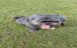 Shih Tzu dogs for sale: Loving cheeky Shihtzu for loving home ❤️ - Image 25