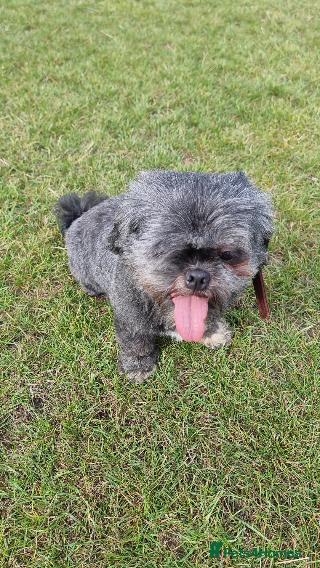 Shih Tzu dogs for sale: Loving cheeky Shihtzu for loving home ❤️ - Image 25