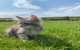 Maine Coon cats for sale: Xl Stunning Maine coon kittens  - Image 14