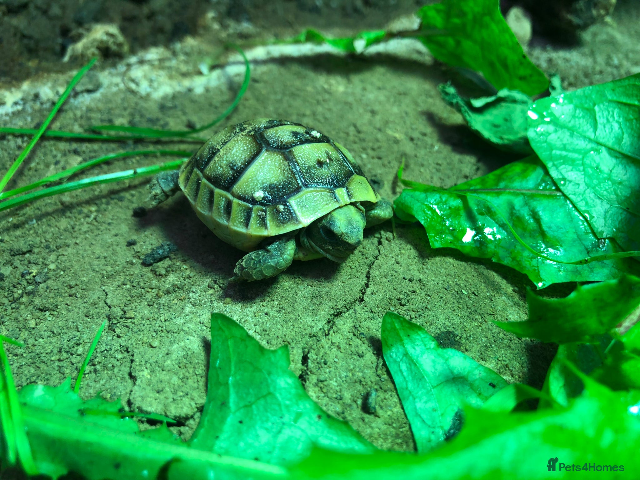 Tortoise reptiles Hatchlings for sale - Advert 2