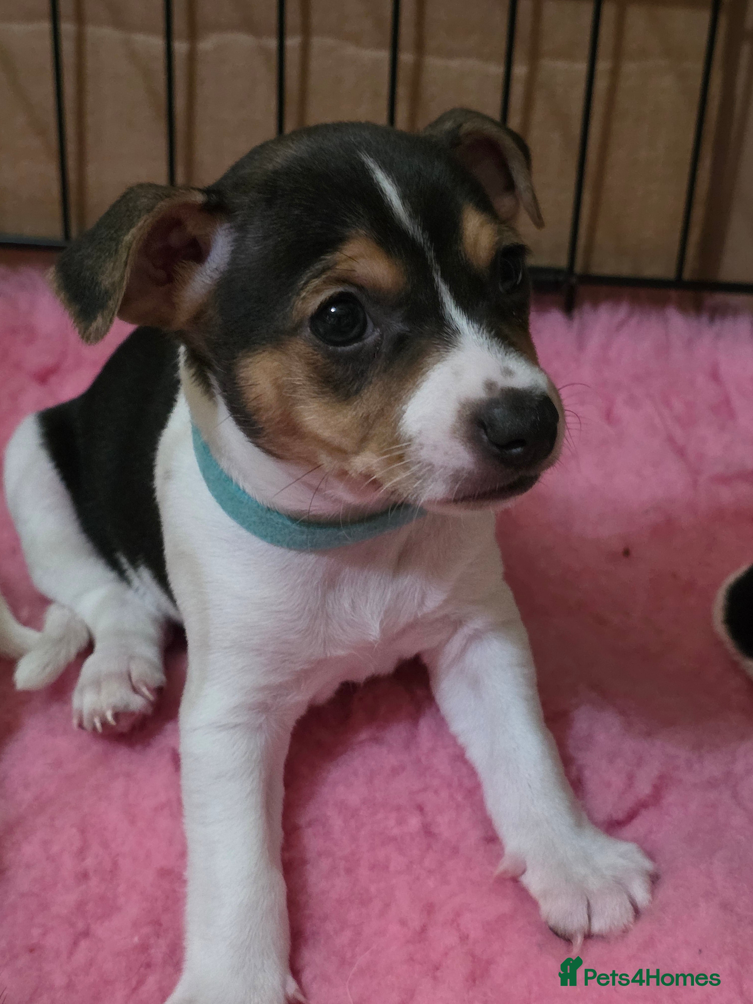 Jack Russell dogs 5 Stunning Tradition Jack Russell Puppies - Advert 2