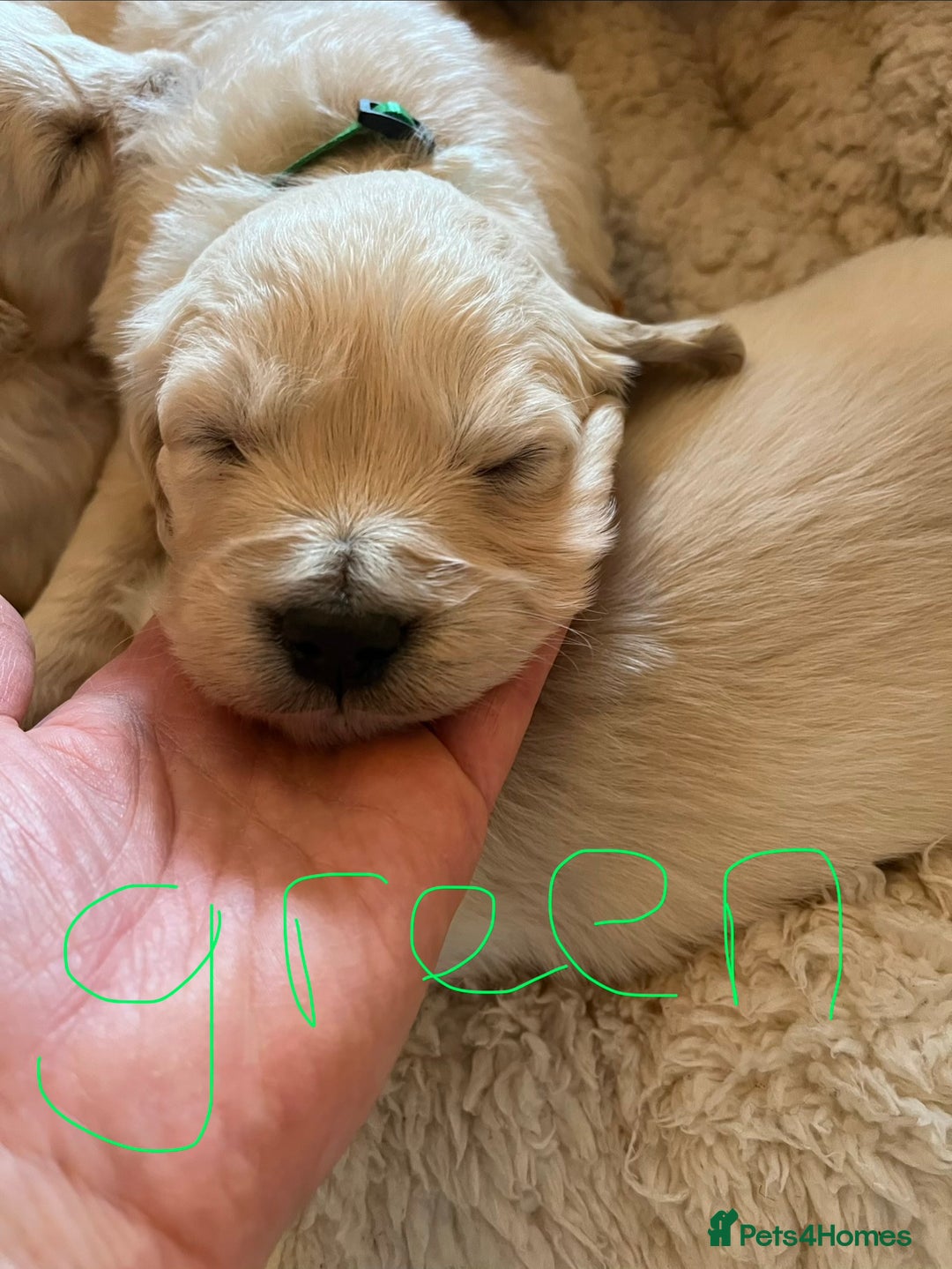 Golden Retriever dogs for sale: KC registered Golden Retriever puppies  - Advert 28