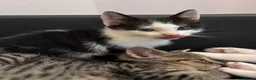 Mixed Breed cats for sale:  Adorable Kittens Looking for Their Forever Homes - Advert 18