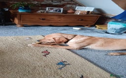 Labrador Retriever dogs for sale: Labrador - Image 2