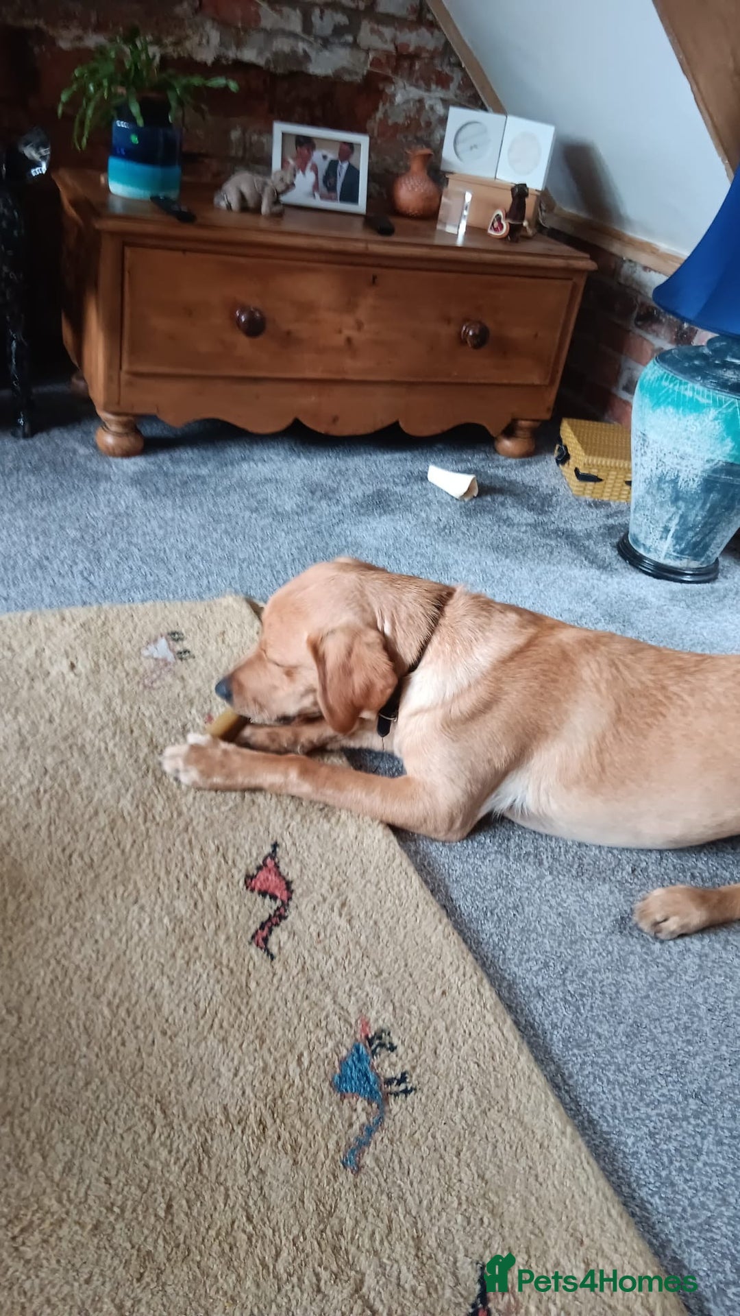 Labrador Retriever dogs for sale: Labrador - Image 2