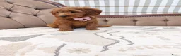 Cavapoo dogs for sale: Extensively Health Tested Fox Red Cavapoo puppies - Advert 12