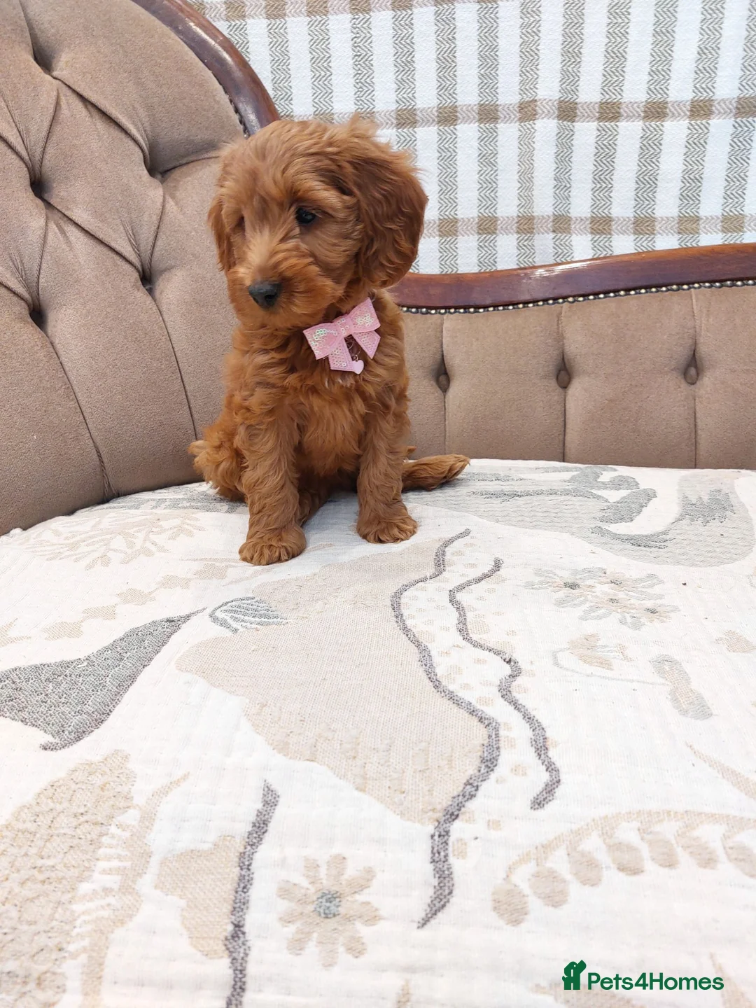 Cavapoo dogs for sale: Extensively Health Tested Fox Red Cavapoo puppies - Advert 12