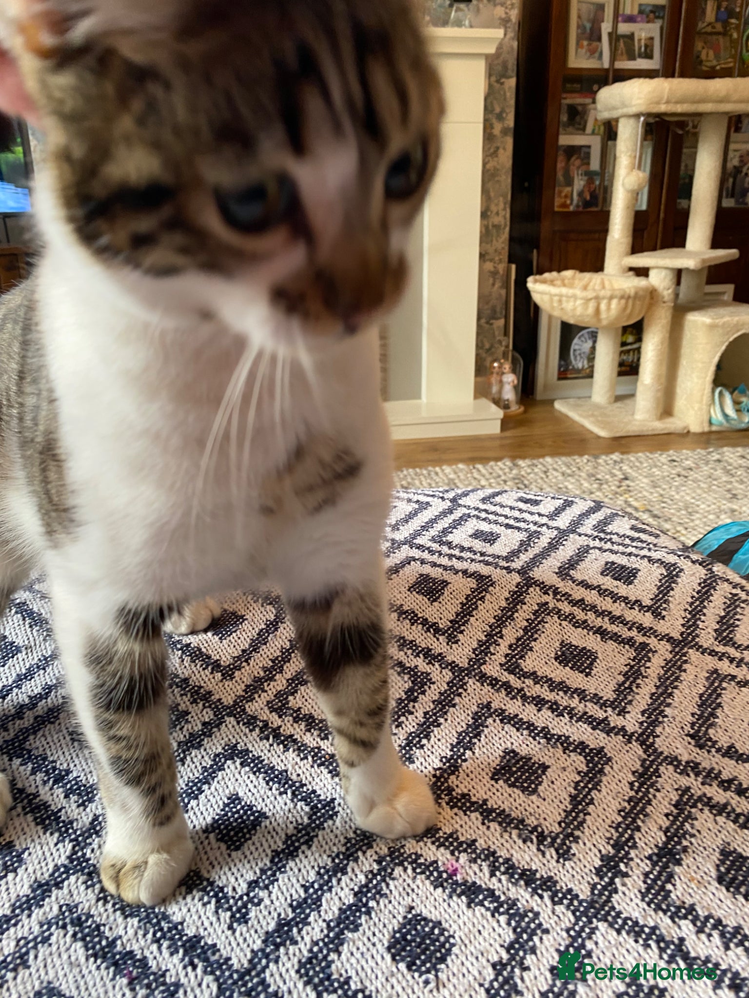 Mixed Breed cats Dobby - Advert 2