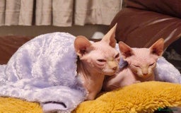 Sphynx cats for sale: Sweet & Sensitive Sphynx Seeks Loving Patient Home - Image 3
