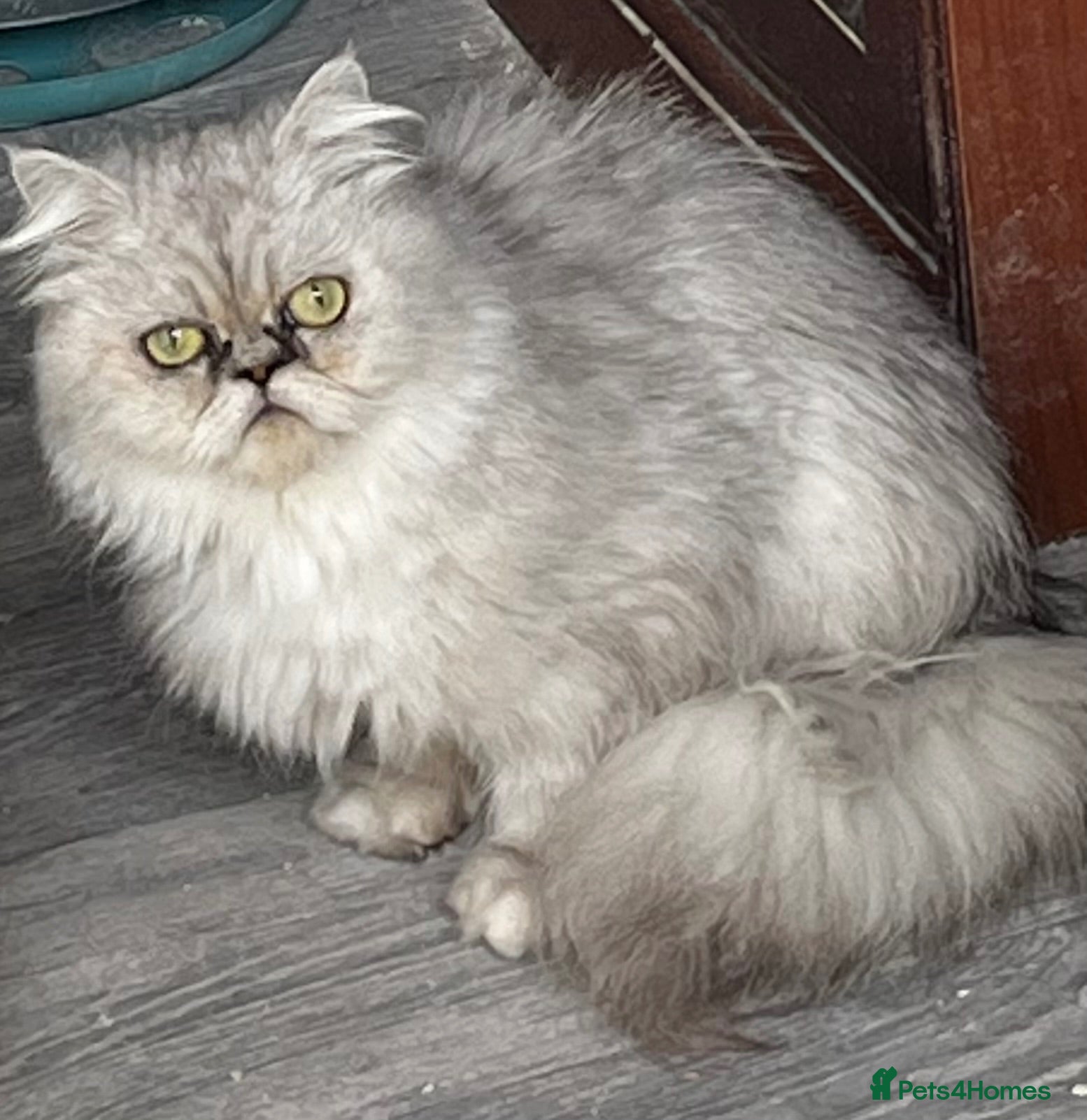 Persian cats Gccf active  - Advert 1