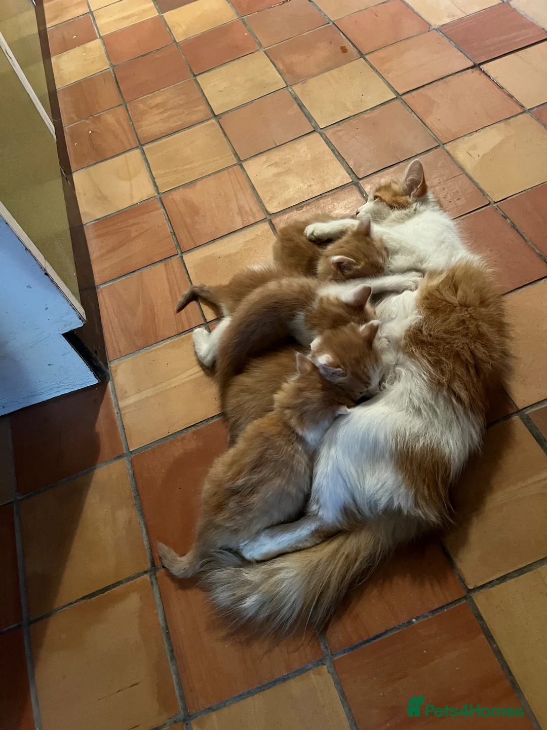 Mixed Breed cats for sale: Ginger and White Kittens  in Leominster - Advert 2