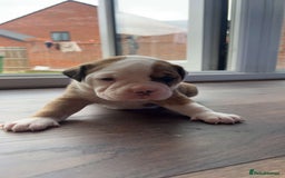 Alapaha Blue Blood Bulldog dogs for sale: IABBR registered Alapaha Blue Blood Bulldogs - Image 23