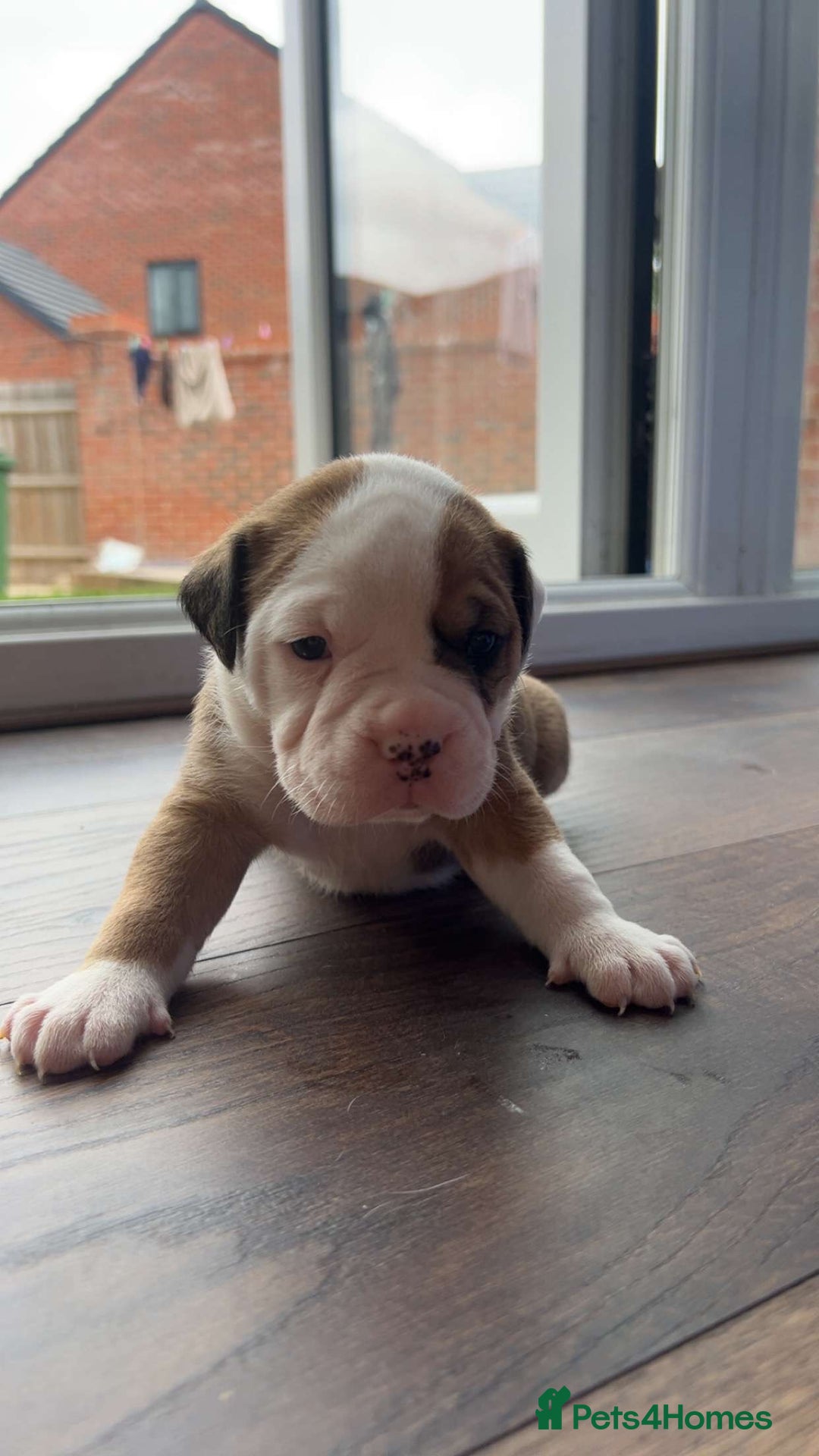 Alapaha Blue Blood Bulldog dogs for sale: IABBR registered Alapaha Blue Blood Bulldogs - Image 23