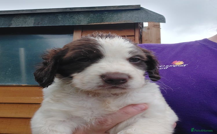 Mixed Breed dogs - Advert 11