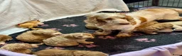 Cockapoo dogs for sale: 7 gorgeous f1 apricot Cockerpoos  - Advert 4