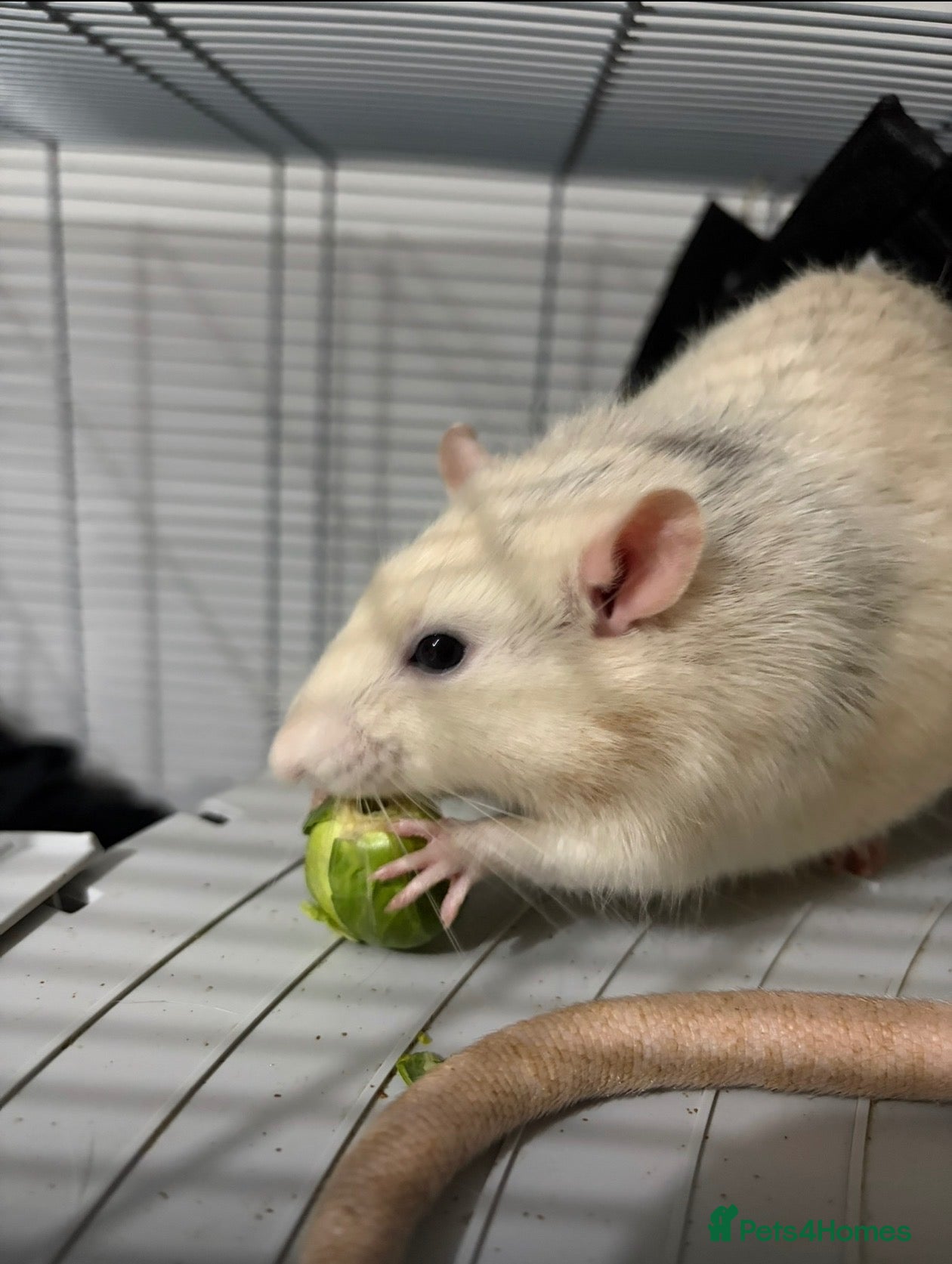 Rat rodents Two Loving Rats – Jacks & Tubs  - Advert 2