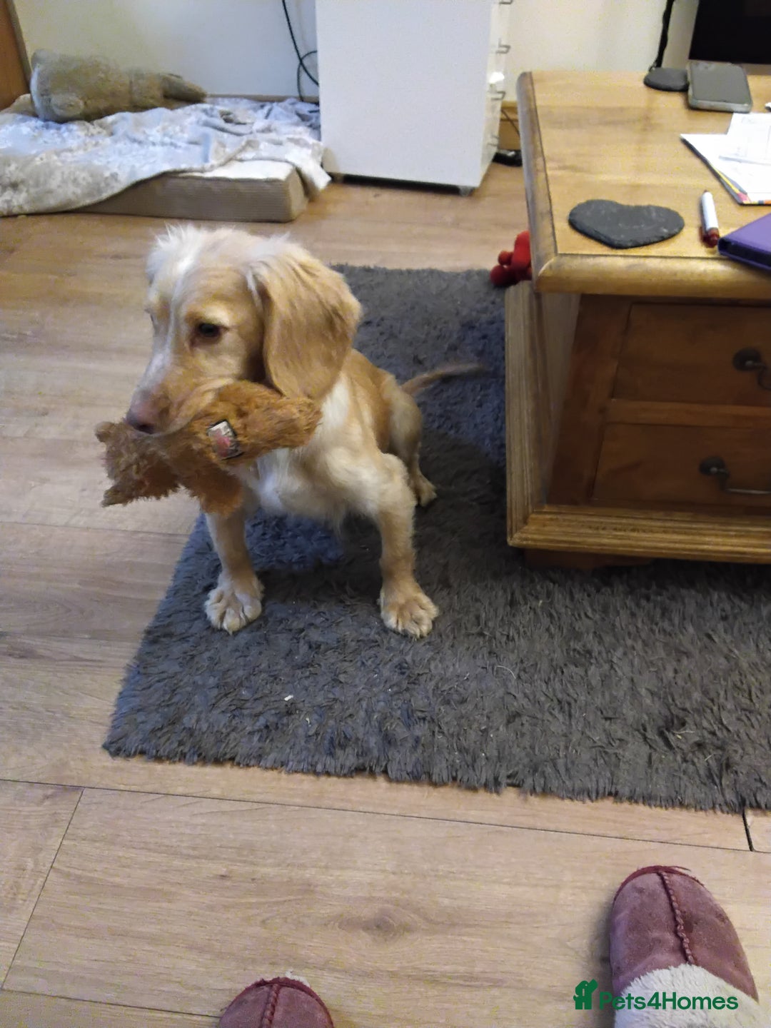 Cocker Spaniel dogs for sale: Working cocker spaniel  - Advert 2