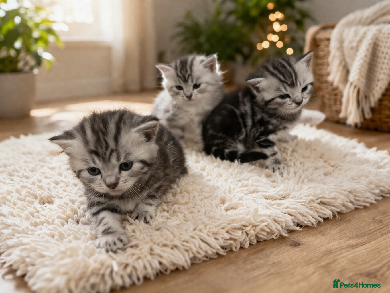 British Shorthair cats BSH silver tabby and chinchilla GCCF  - Advert 1