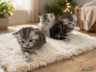 British Shorthair cats BSH silver tabby and chinchilla GCCF - Advert 1