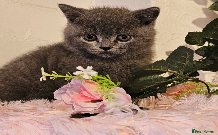 British Shorthair cats - Advert 5