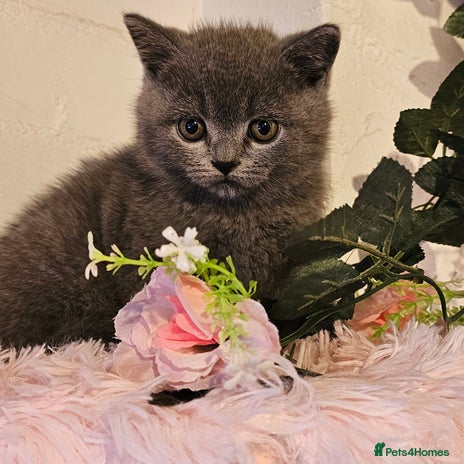 British Shorthair cats - Advert 7