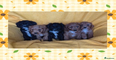 Cavapoo dogs - Advert 10