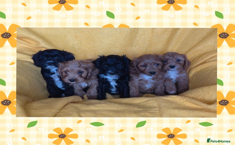 Cavapoo dogs - Advert 1