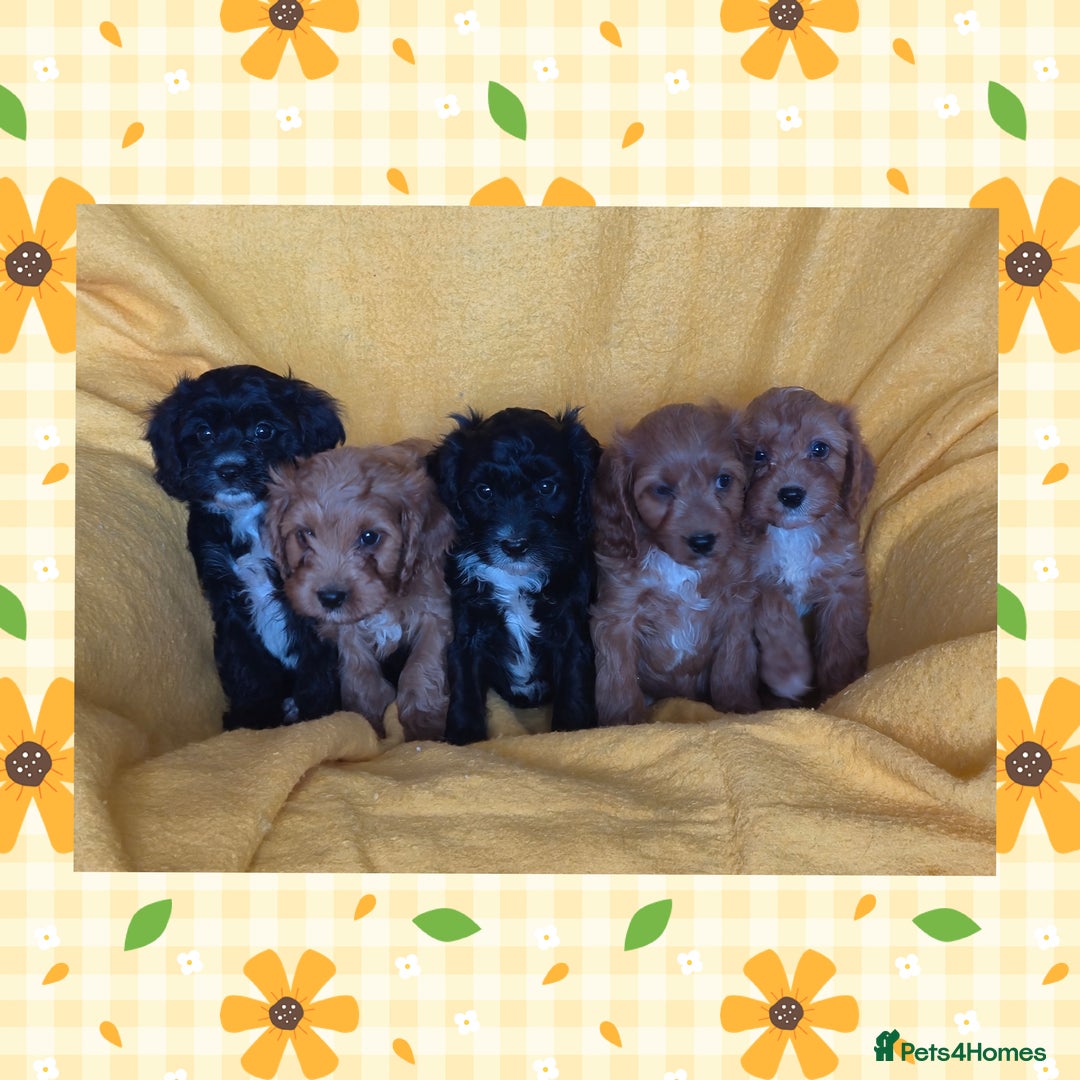 Cavapoo dogs for sale: Beautiful Cavapoo Puppies  - Image 1