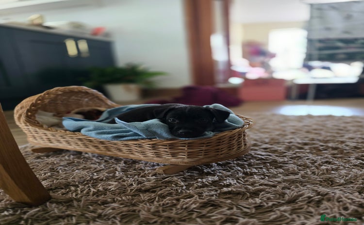 Patterdale Terrier dogs - Advert 5