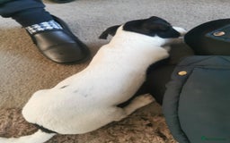 Jack Russell dogs for sale: Male jack russell - Image 2