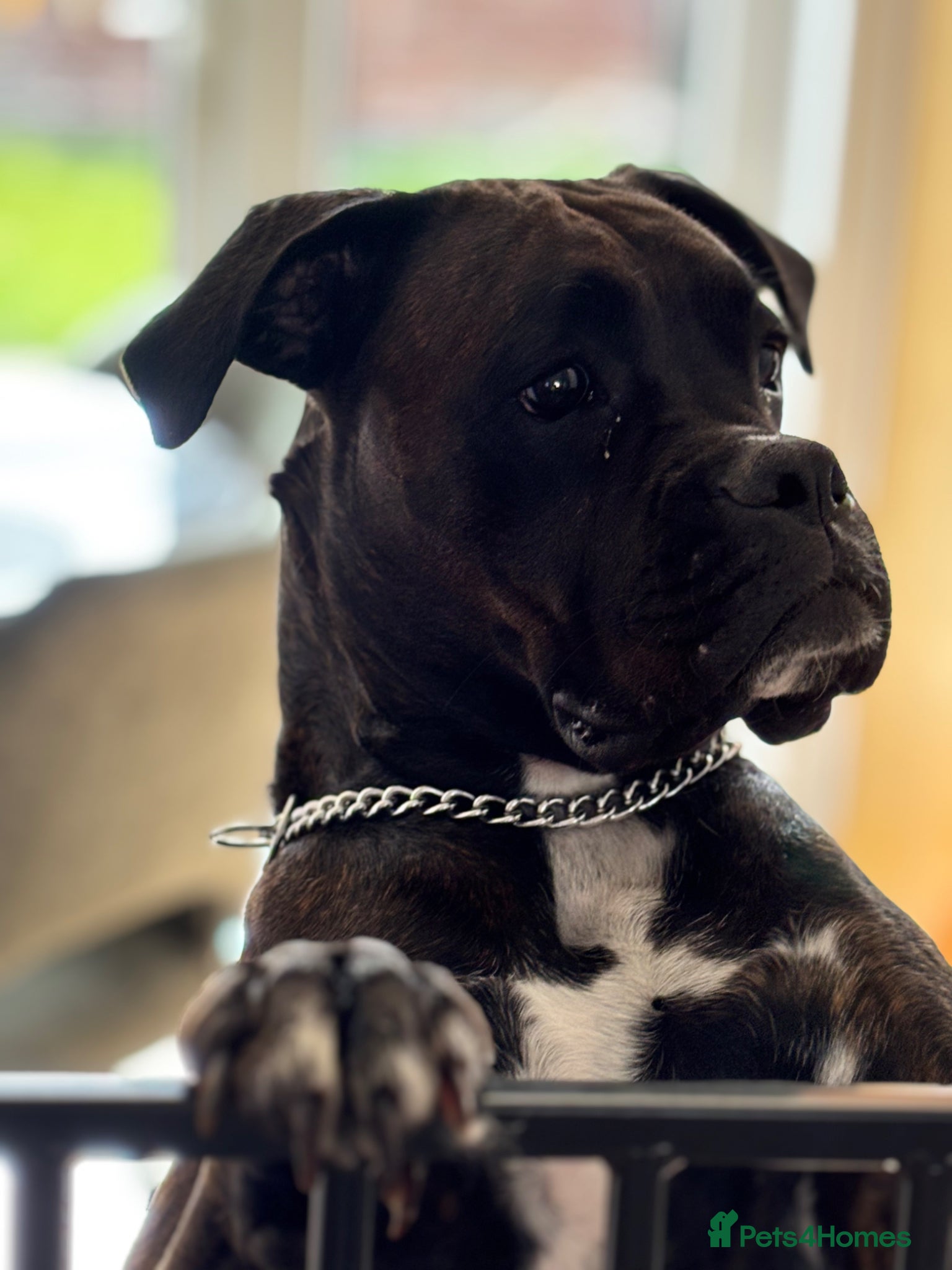 Boxer dogs Female boxer - Advert 4