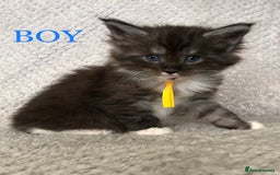 Maine Coon cats for sale: MaineCoon Kittens For Sale Black Smoke - Image 26