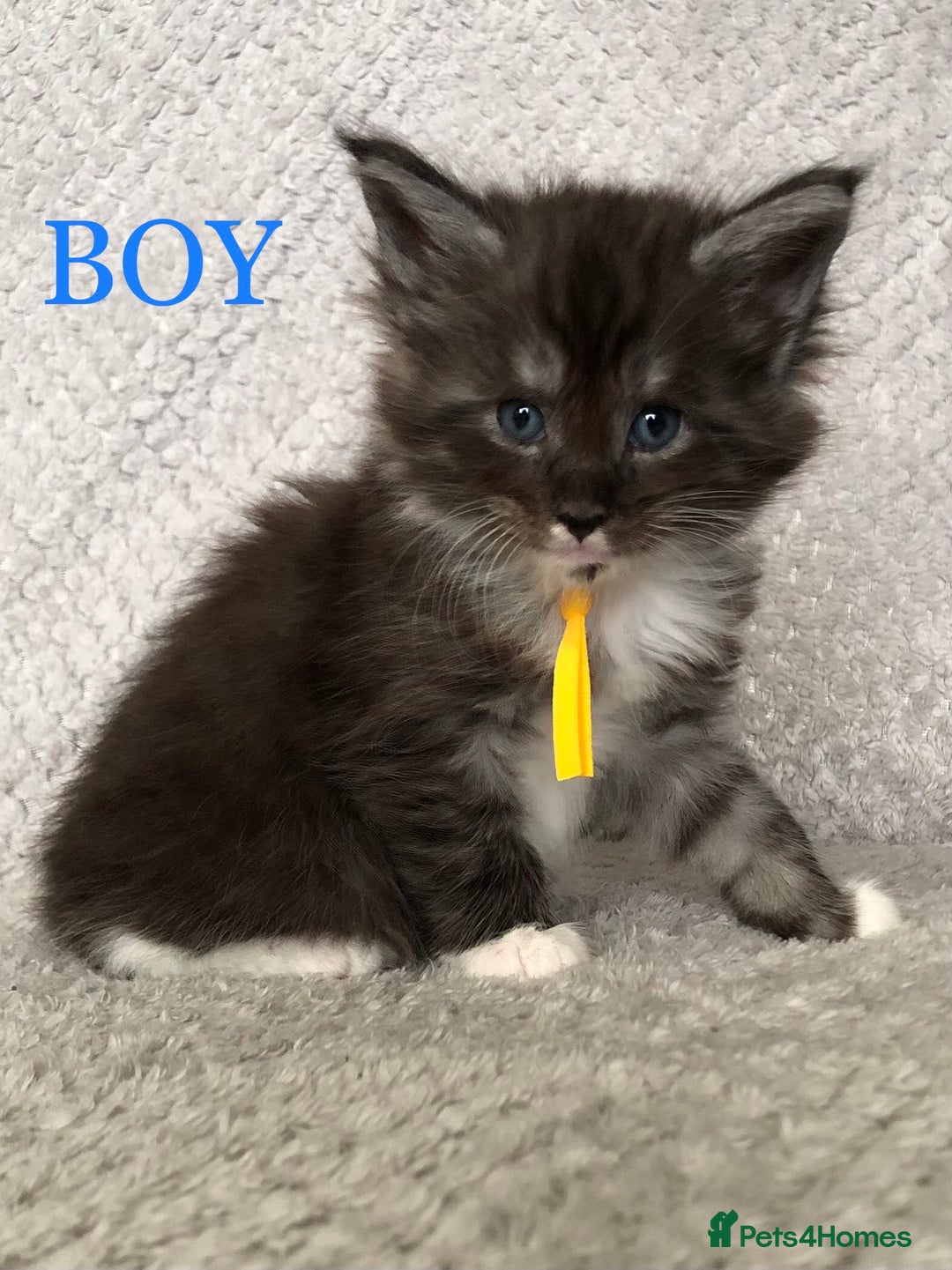 Maine Coon cats for sale: MaineCoon Kittens For Sale Black Smoke - Image 26