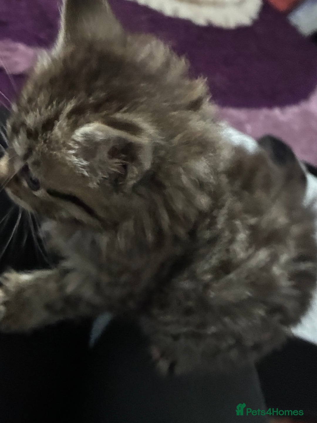 Mixed Breed cats for sale: 1ginger boy beautiful kitten left£150 uno  in London - Image 17