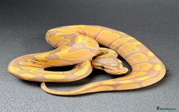 Python Snake reptiles for sale: Banana Enchi, Pastel 50% Het Clown/Hypo - Image 7