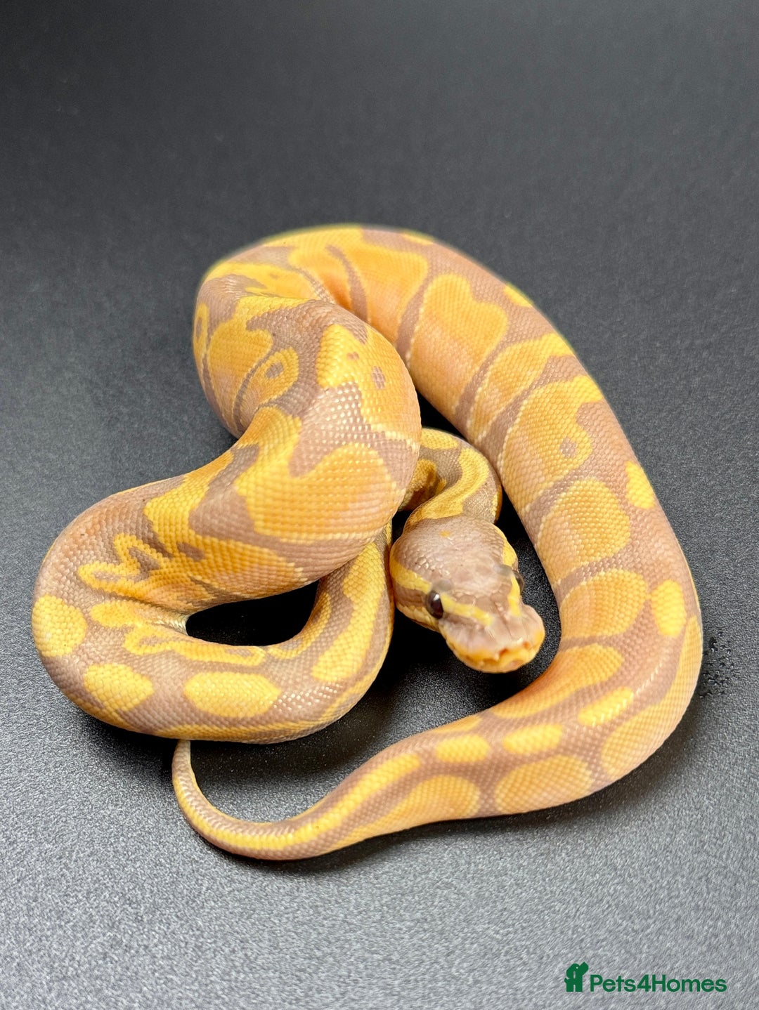 Python Snake reptiles for sale: Banana Enchi, Pastel 50% Het Clown/Hypo - Image 7