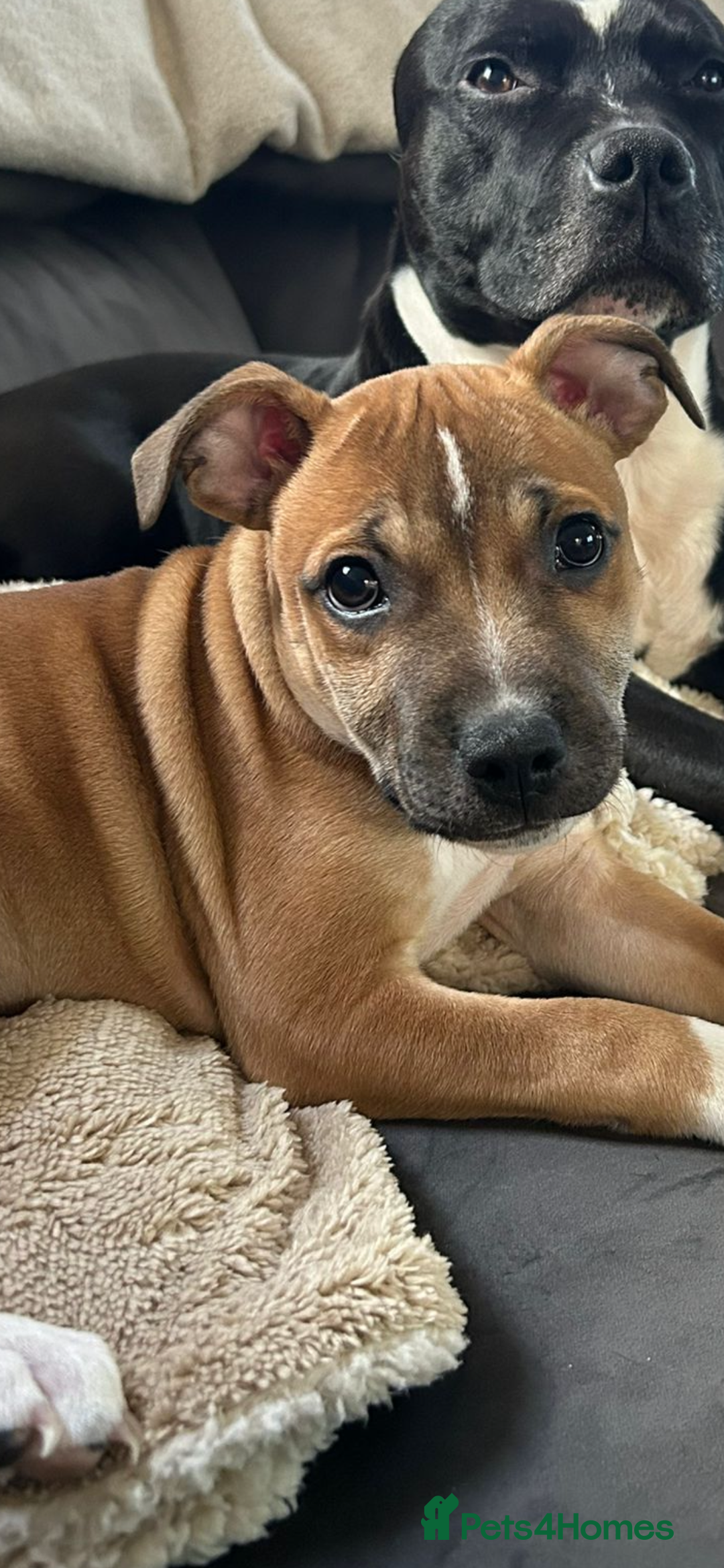 Staffordshire Bull Terrier dogs for sale: KC Registered Staffordshire bull terrier Puppy - Advert 1