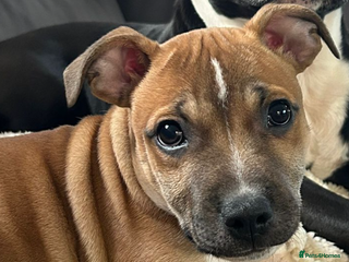 Staffordshire Bull Terrier dogs KC Registered Staffordshire bull terrier Puppy - Advert 2