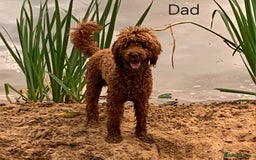 Labradoodle dogs for sale: Beautiful, Well Bred F1b Labradoodle Puppies - Image 9