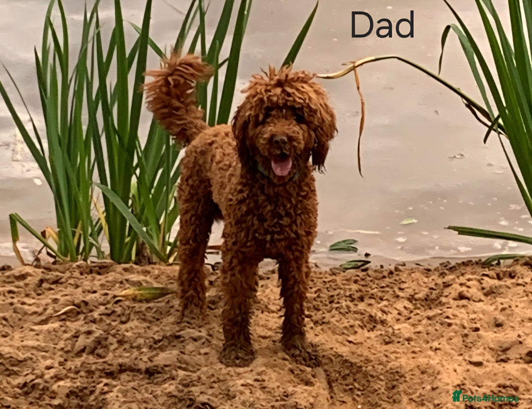 Labradoodle dogs for sale: Beautiful, Well Bred F1b Labradoodle Puppies - Image 9