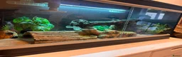 Leopard Gecko reptiles for sale: Leopard gecko and vivarium.  - Advert 11