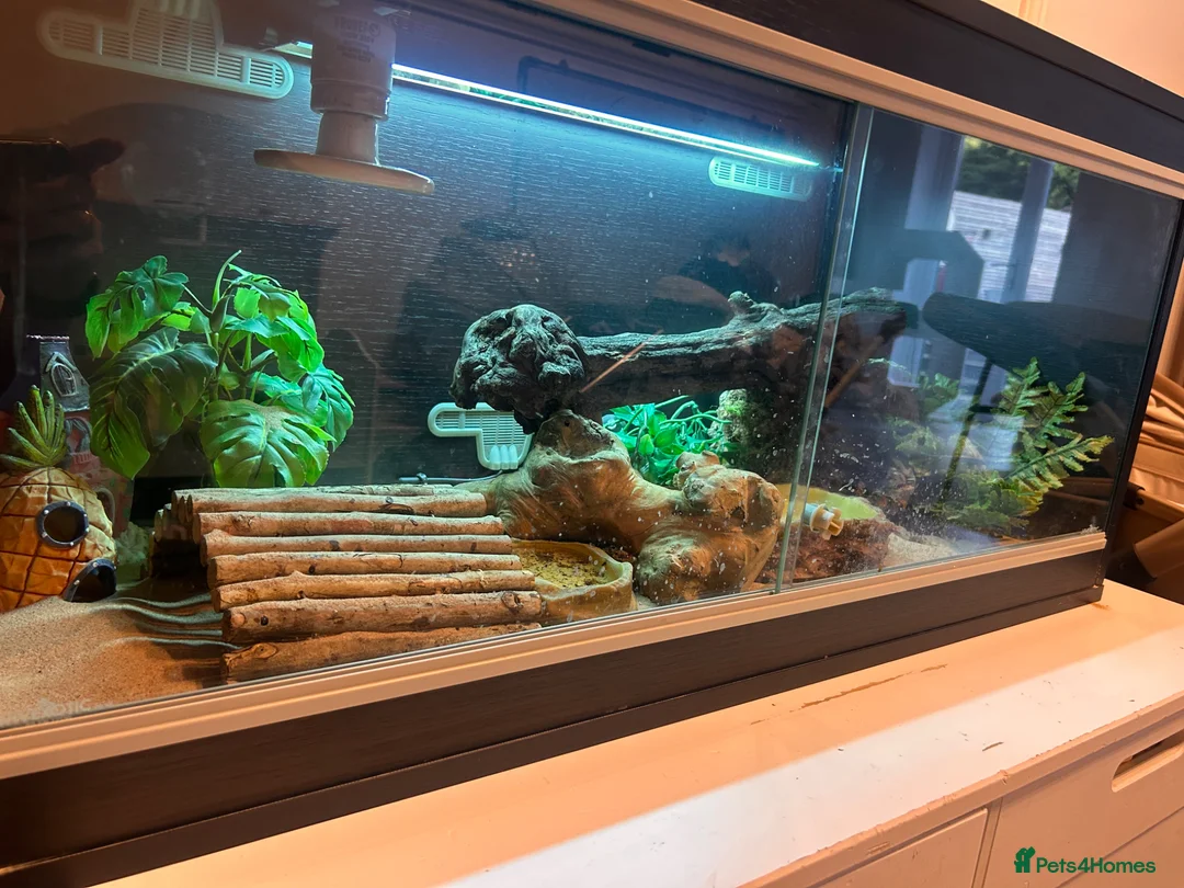 Leopard Gecko reptiles for sale: Leopard gecko and vivarium.  - Advert 11