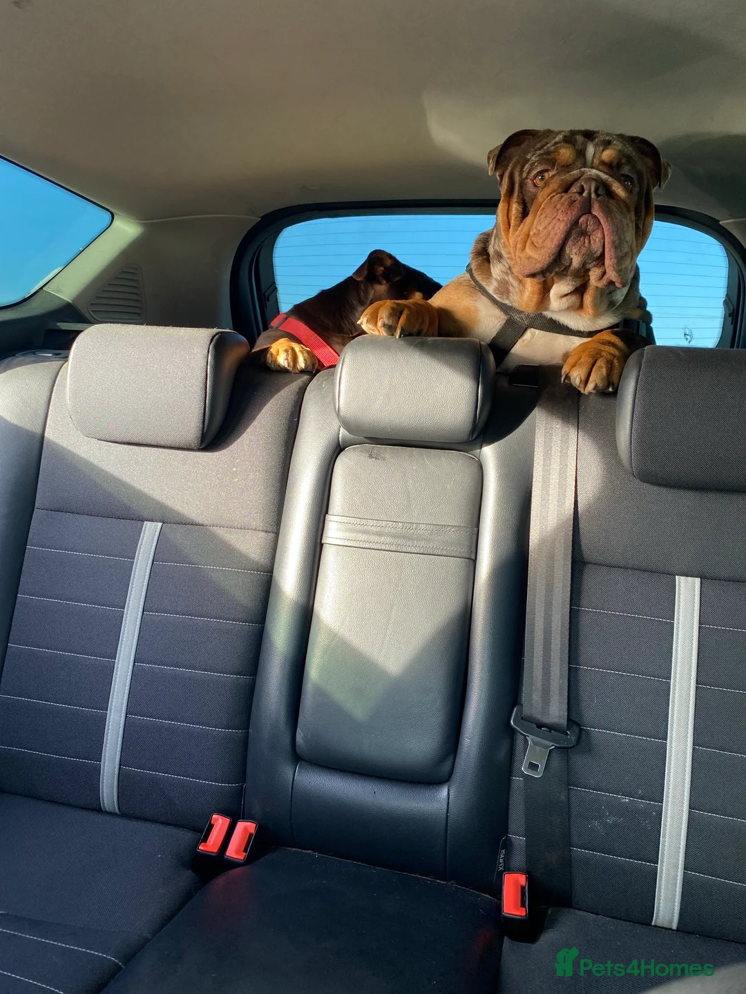 English Bulldog dogs for stud: 💙🍫FRANK🍫💙 in Southampton - Advert 23