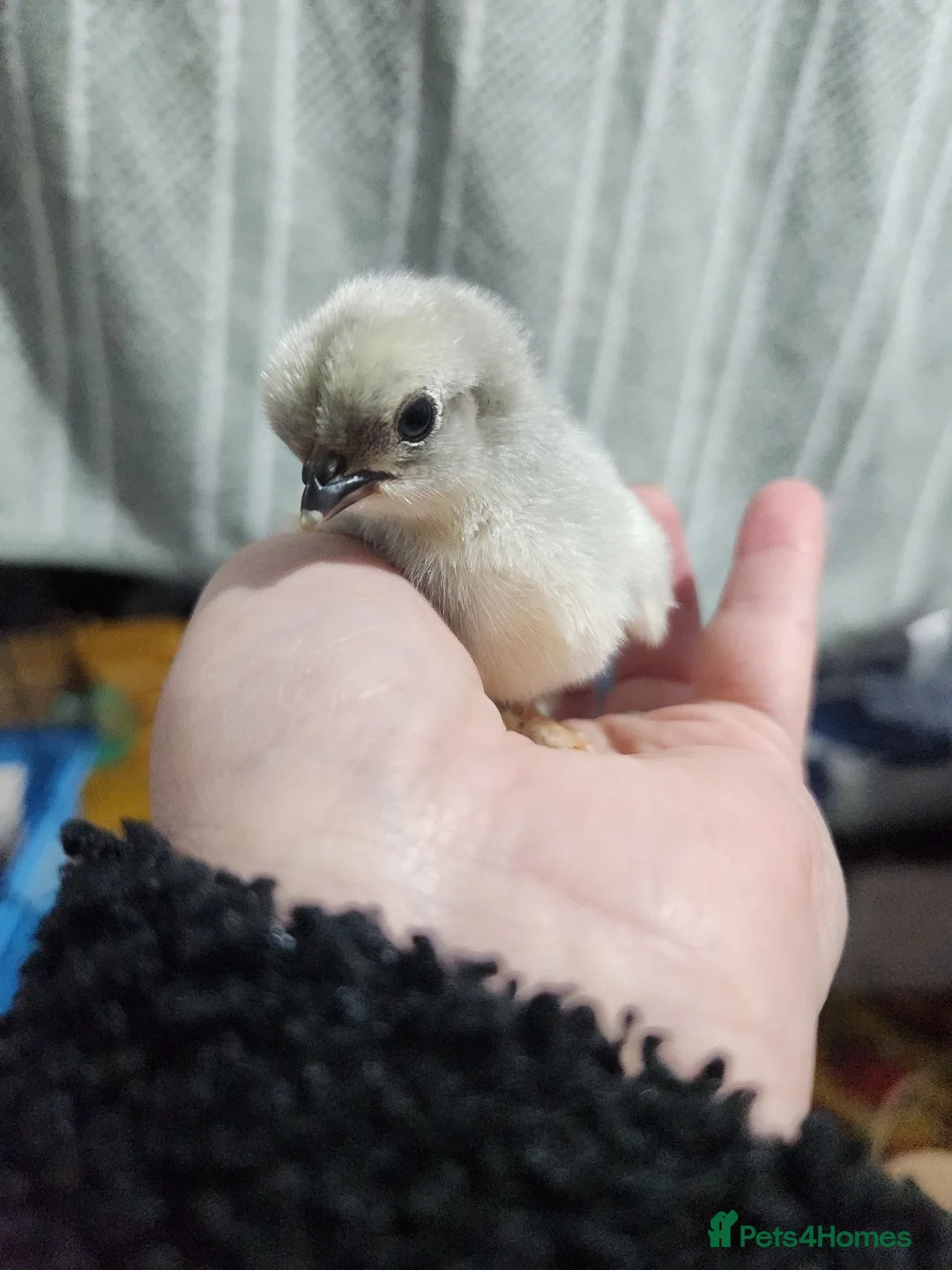 Chickens poultry for sale: Lavender Pekin day old chicks - Advert 1