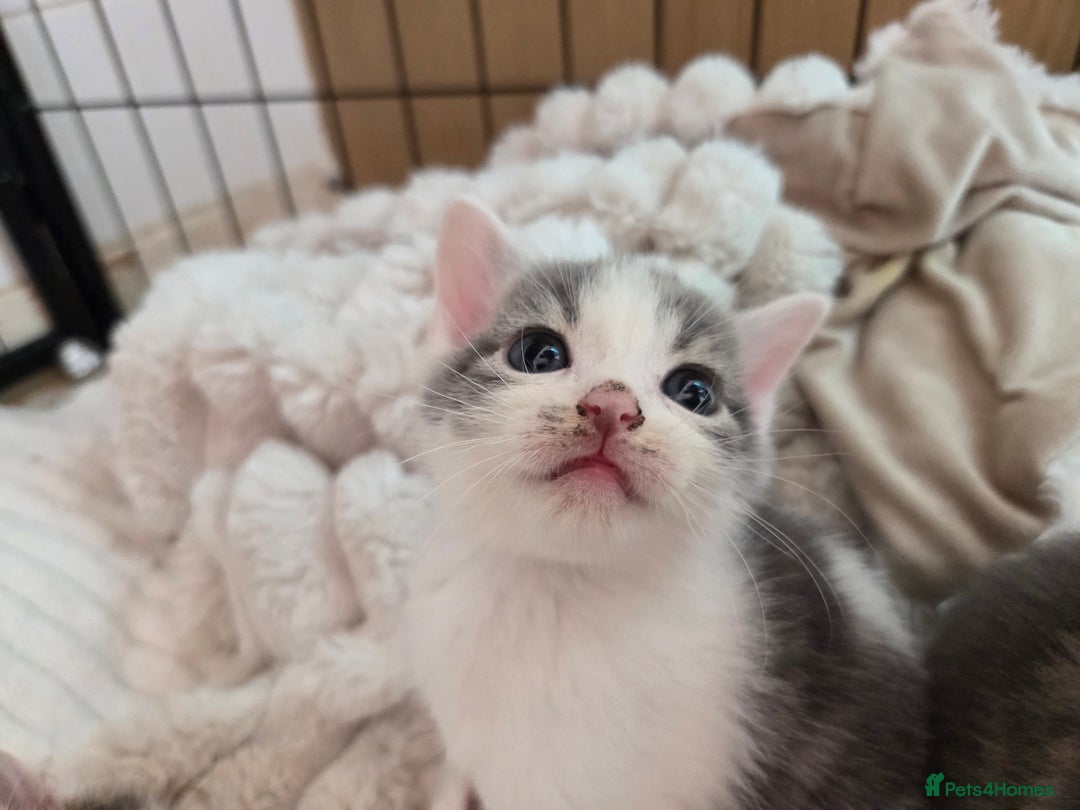 Mixed Breed cats for sale: 6 beautiful kittens left for sale  - Image 14