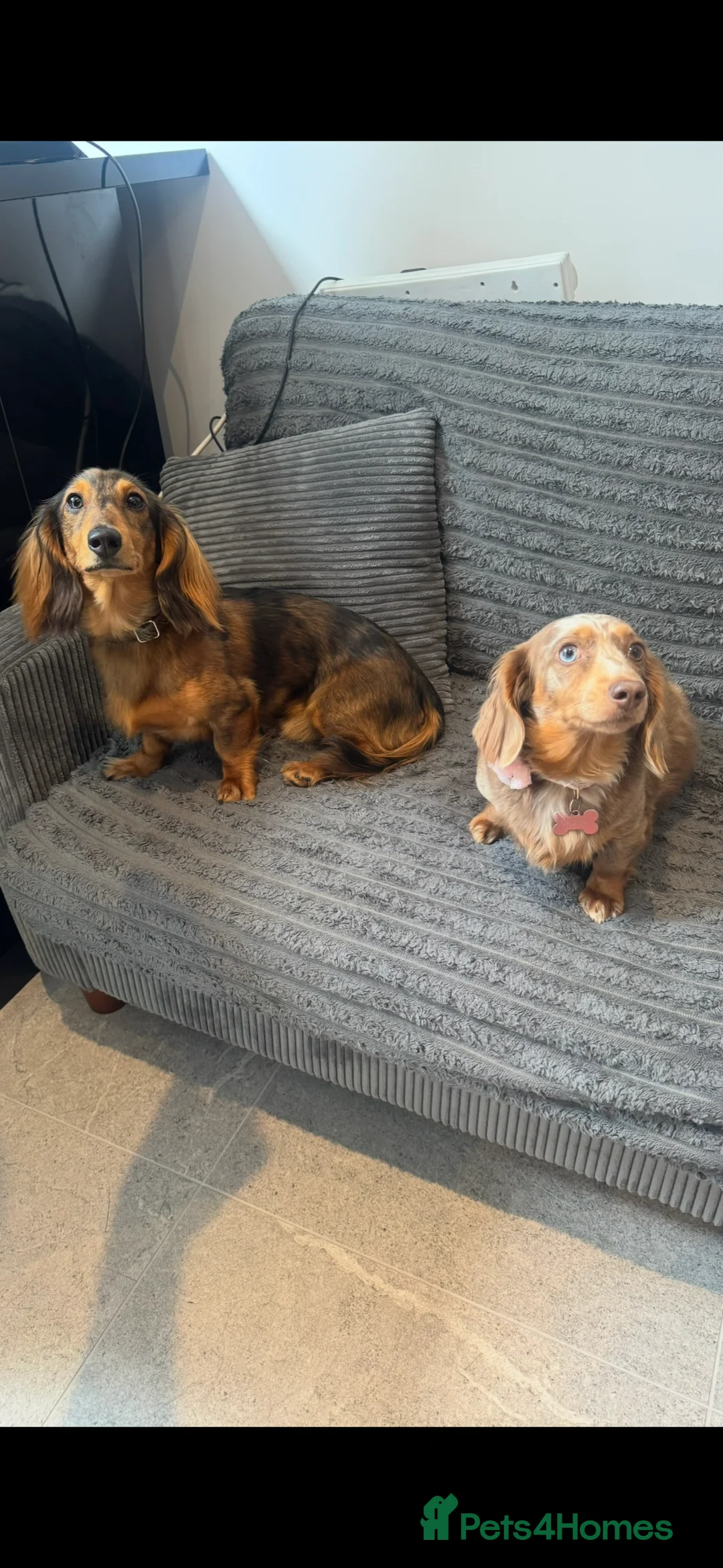 Miniature Dachshund dogs for sale: Miniature dachshund dapple in Warrington - Advert 2